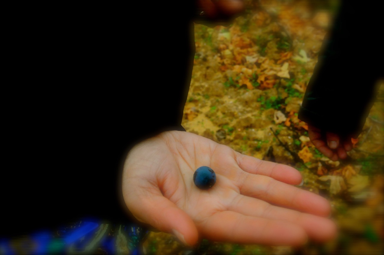 Tempranillo grape in the palm of the hand.