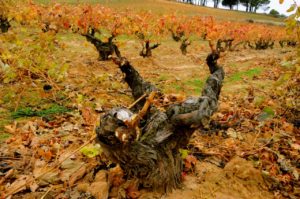 Old gnarly wines of Pagos de Matanegra in Ribera del Duero