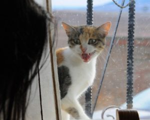 A cat looking through a window at the Pagos de Matanegra winery