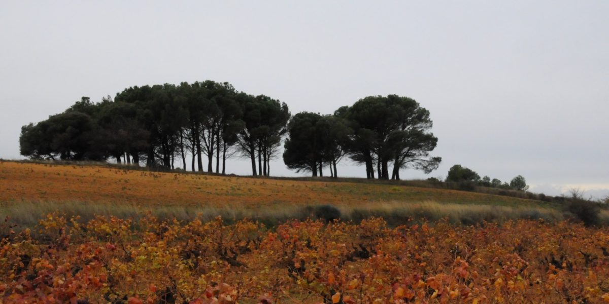 ribera-del-duero-pagos-de-matanegra-vineyard-fall