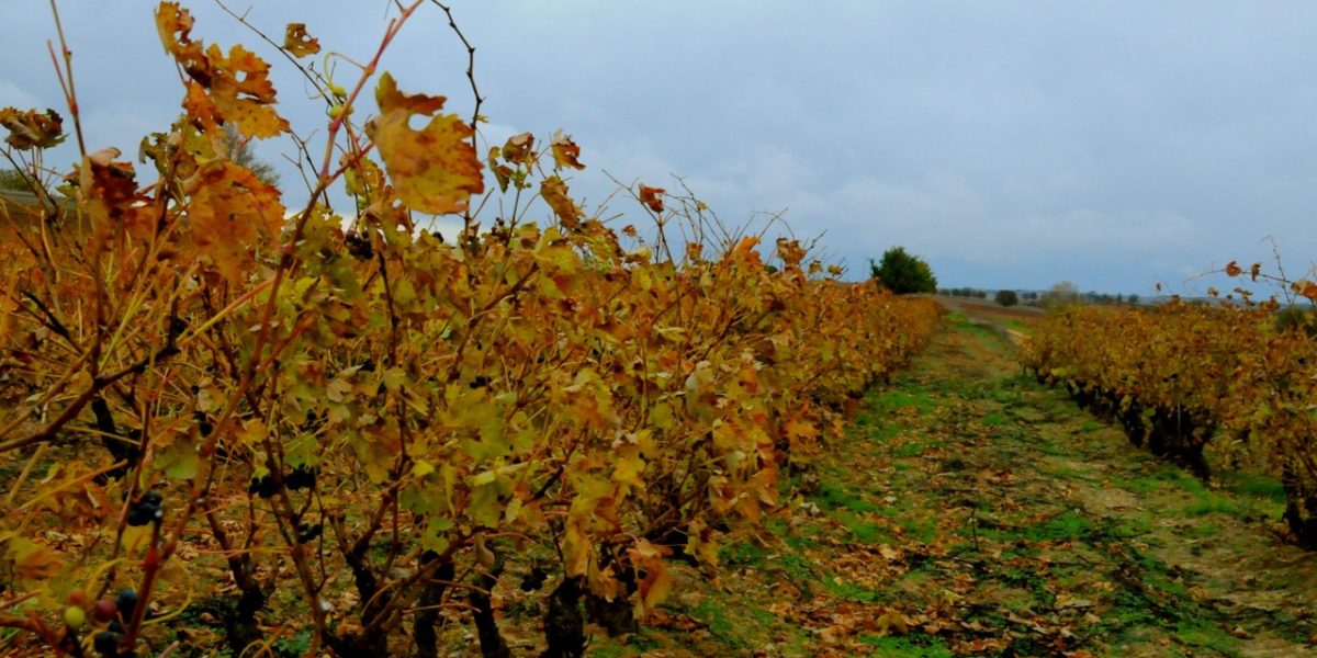 ribera-del-duero-pagos-de-matanegra-vineyards