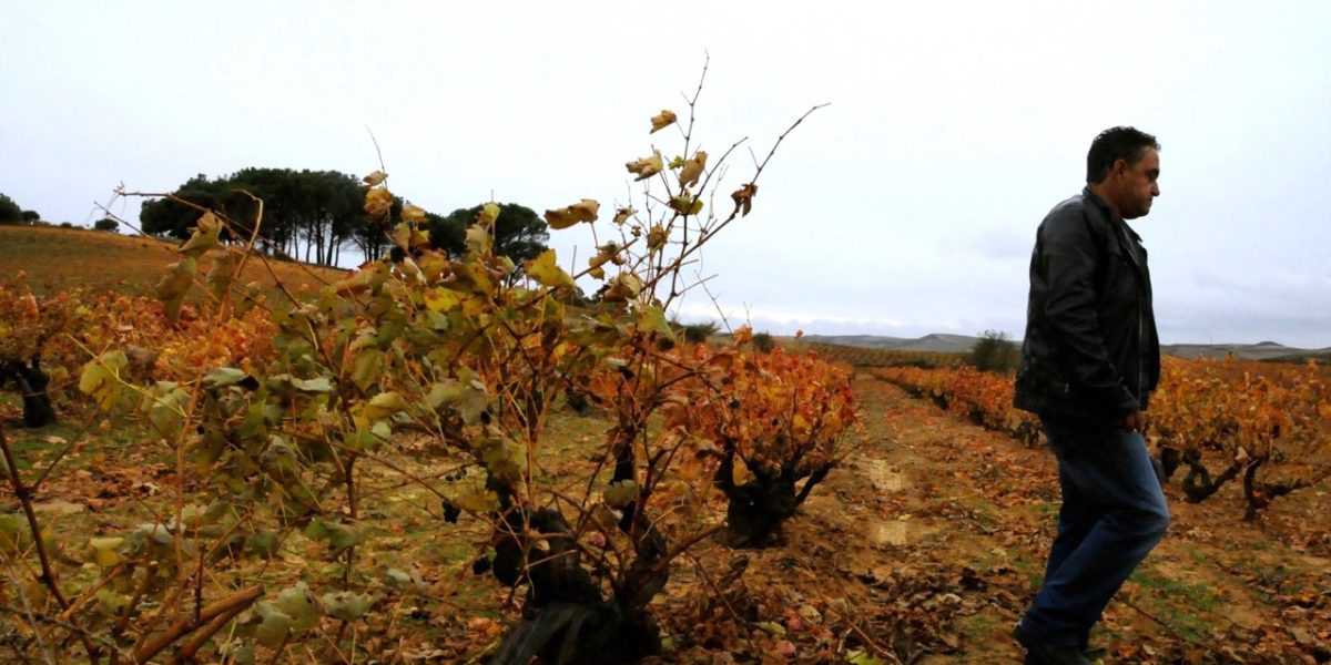 Winemaker of Pagos de Matangra in Ribera del Duero standing among his old vines.