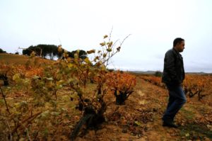 Winemaker of Pagos de Matangra in Ribera del Duero standing among his old vines.