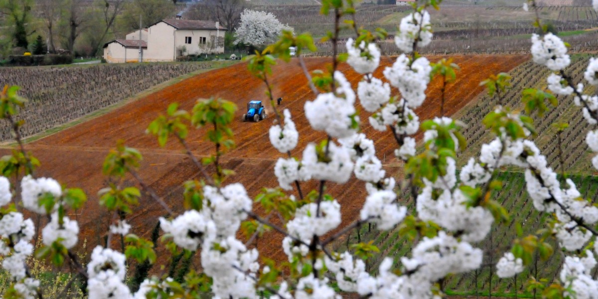 Tractor in a vineyard in Beaujolais agains the foreground of white flowers