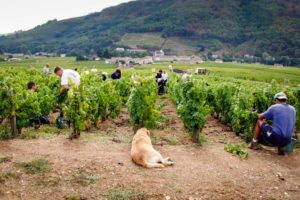 People harvesting grapes in the vineyards of Domaine Matray in Juliénas with Figure the dog looking on