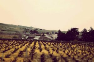 Vineyard of Domaine Matray in Juliénas in Beaujolais