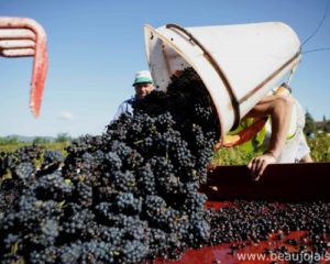 workers in a vineyard collecting grapes in a container