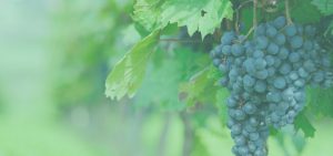 A cluster of grapes with some grape leaves