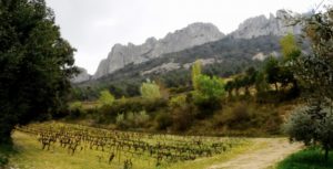The vineyards of Domaine de font-sane with the terrasses des Dentelles in the background in Gigondas