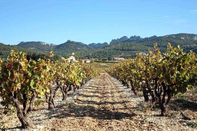 Vineyards of Domaine de Font-Sane in Gigondas