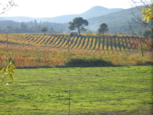 Vineyard of Les Paissels in Saint Chinian