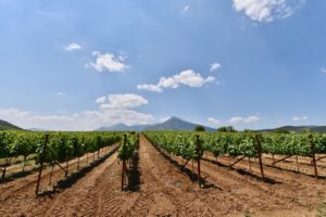 Vineyard in Nemea, Greece.