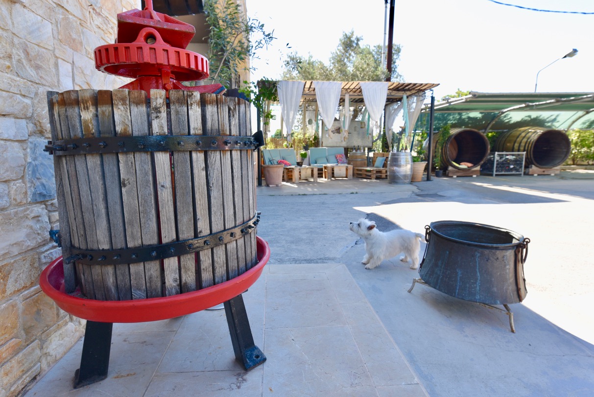 Old wine press outside the winery building and a dog standing next to it.