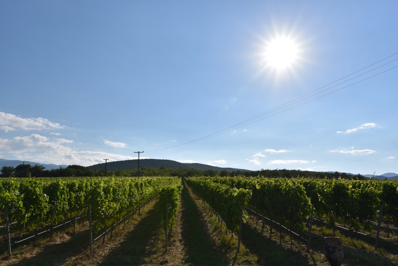 Vineyards of Markovitis in Naoussa.