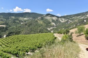 Vineyards of Papargyriou winery in Sofiana, Greece