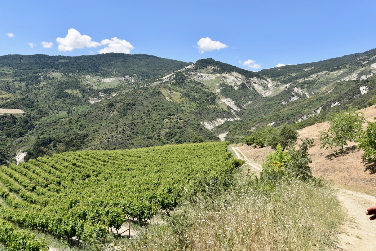 Vineyards of Papargyriou winery in Sofiana, Greece