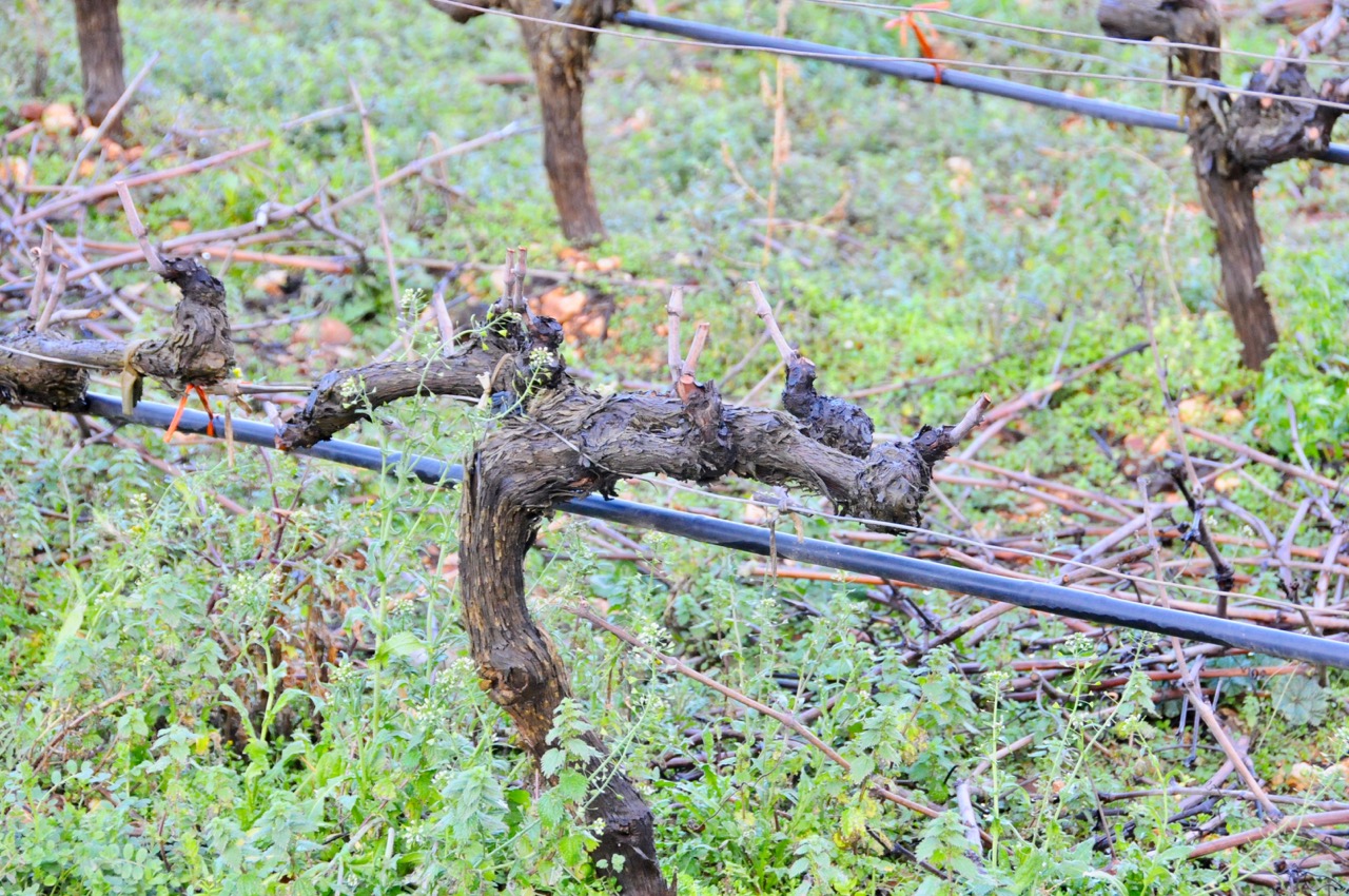 A pruned vine in the vineyard.