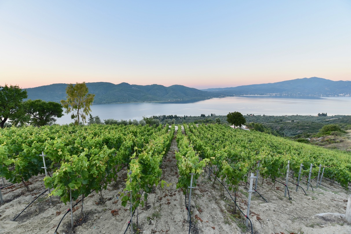 Vineyards of Vriniotis Winery in Evia