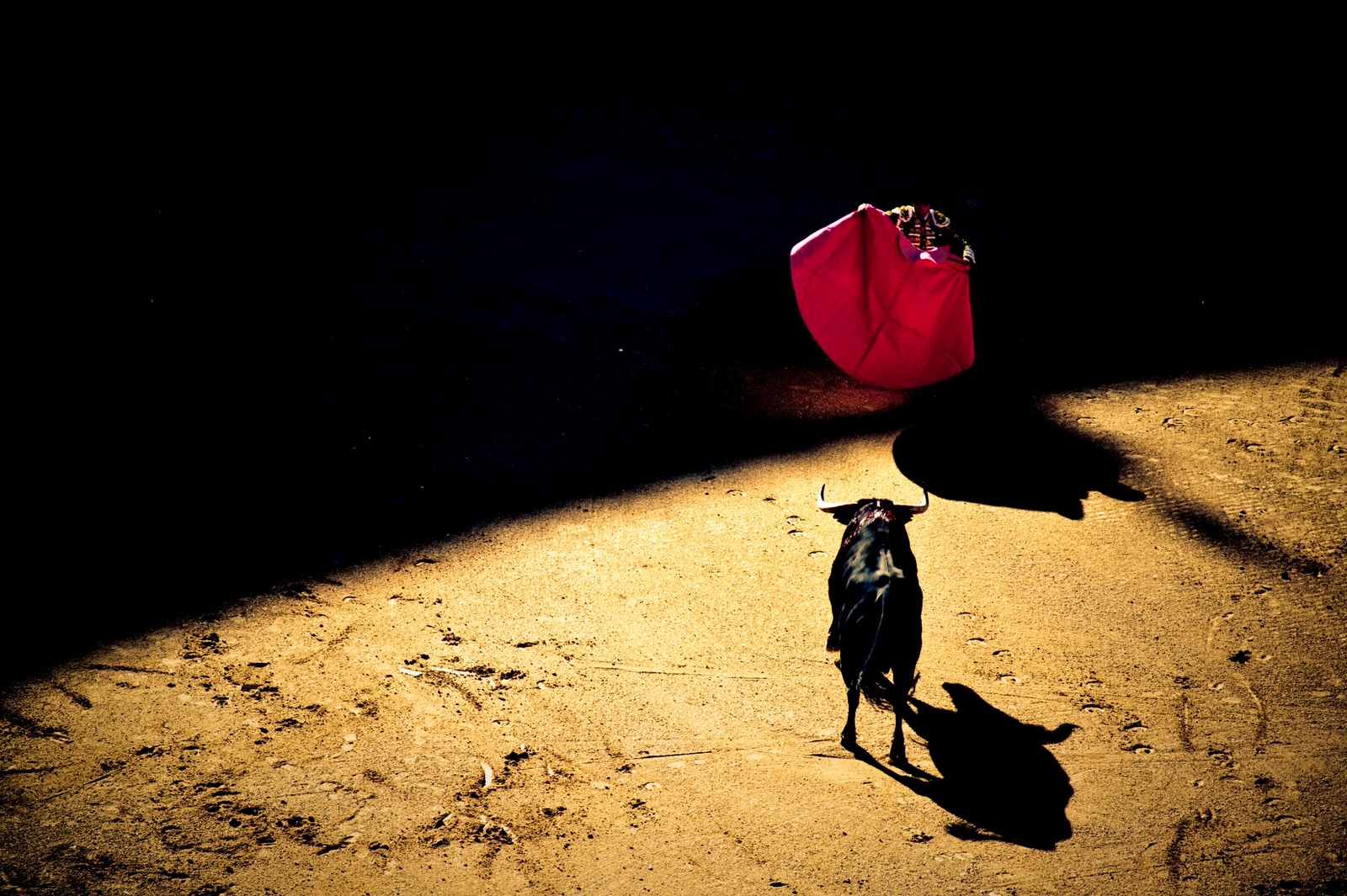 Bull changing a matador waving a red cape