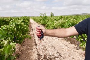 Crushing grapes by hand in a vineyard in Jumilla