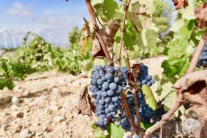 Monastrell grapes on the vine in Jumilla