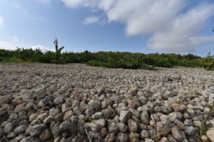 Limestone rocks in the vineyards of Bodega Cerron in Jumilla
