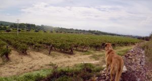 The ancient vineyards of Barthomeus with a dog overlooking it.