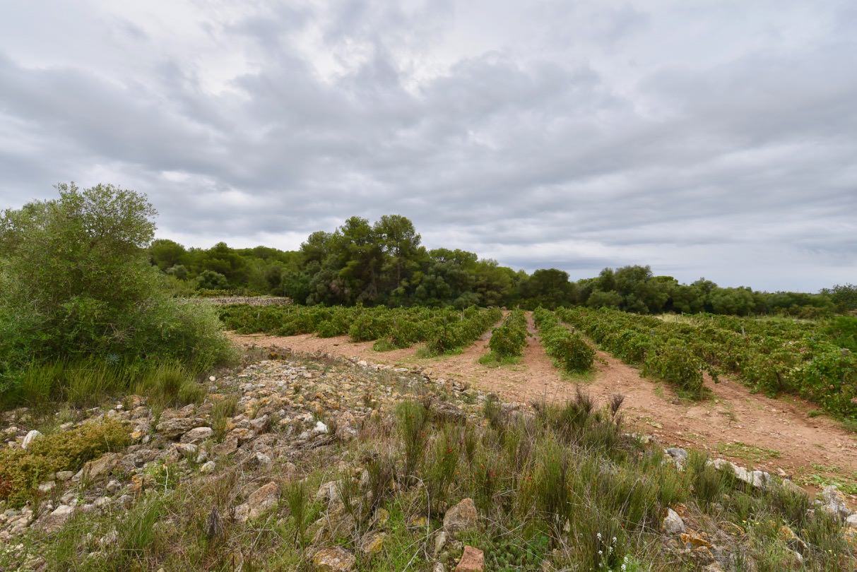 Ancient vineyards of Barthomeus winery inherited by Carme's grandmother