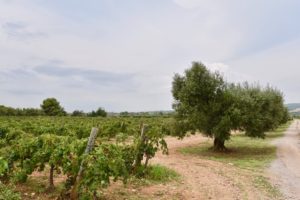 The vineyards of Barthomeus winery in Penedes