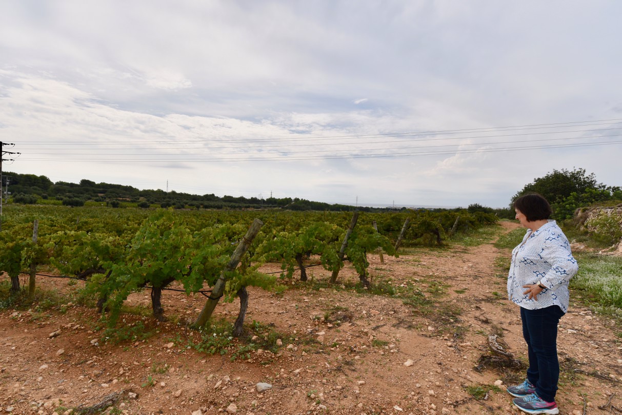 Carem Llasat of Barthomeus Winery looking at her vineyard.