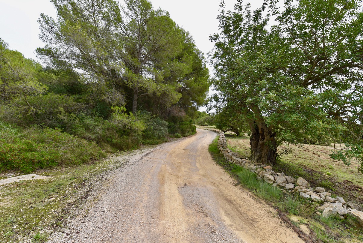 A winding path between trees.