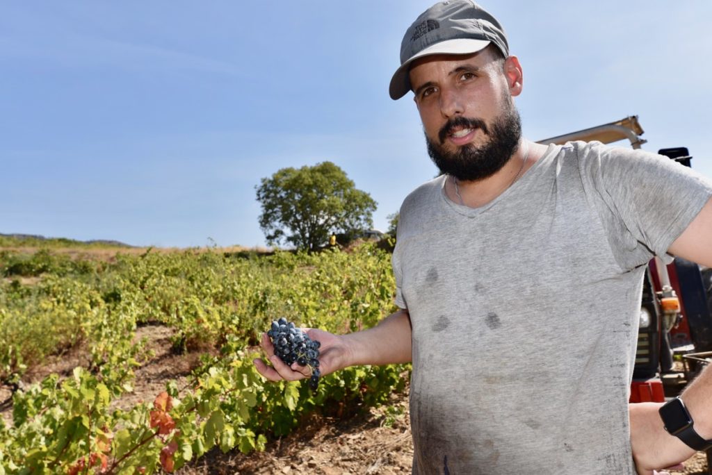Man holding a bunch of grapes in a vineyard