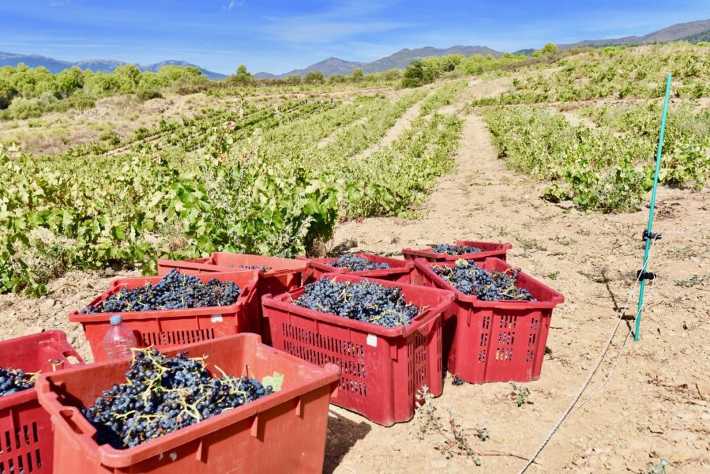 Boxes of grapes on the ground in a vineyard.