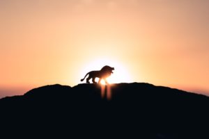 Silhouette of a lion on hill with sun setting