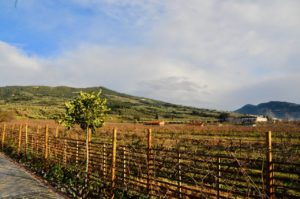 A fence by the side of a vineyard.