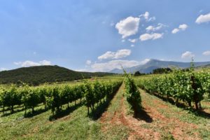 vineyard in Asprokambos in Nemea.