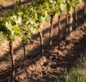 Row of vineyards in Mendoza Argentina