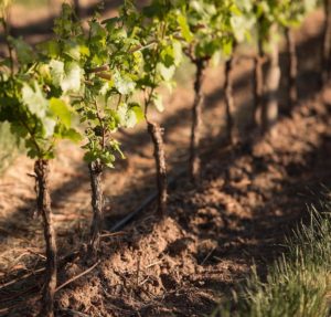 Row of vineyards in Mendoza Argentina