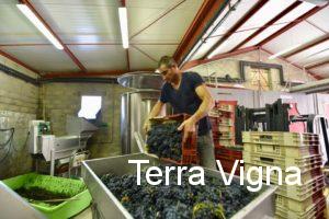A man loading grapes into a crusher at a winery