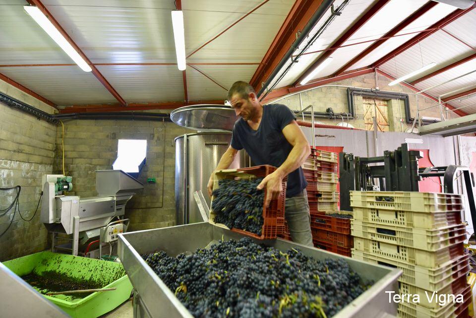 A man loading grapes into a crusher at a winery