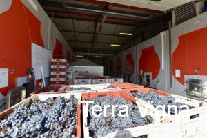 Red grapes in crates in a winery cellar.