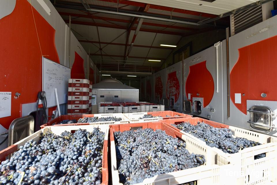 Red grapes in crates in a winery cellar.