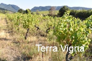 Vines in a vineyard.