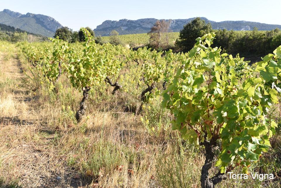 Vines in a vineyard.