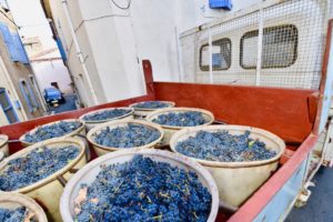 Baskets of grapes on the back of a truck.