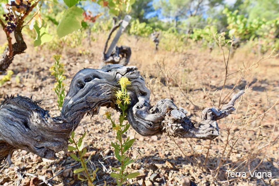 a gnarly grape wine next to some yellow flowers.