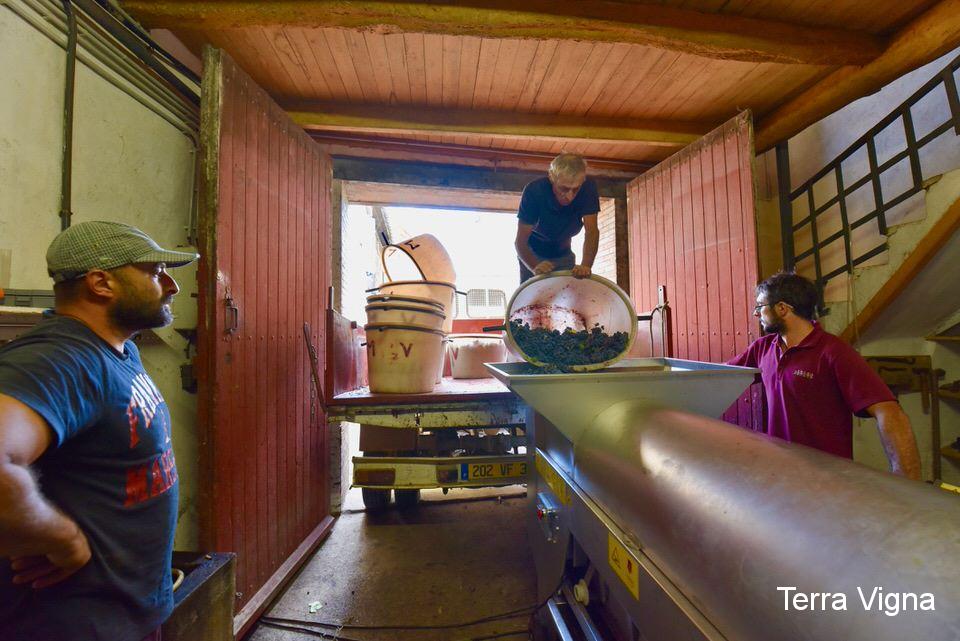 Inside a winery where one man is feeding grapes to a machine and two other men are standing around.