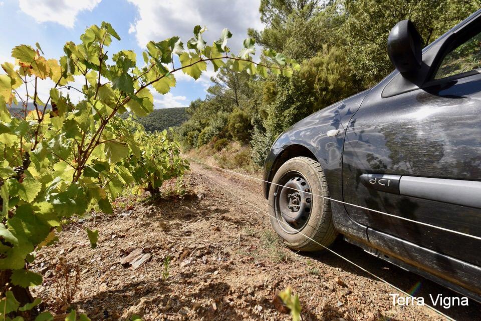 A car by the edge of a vineyard.