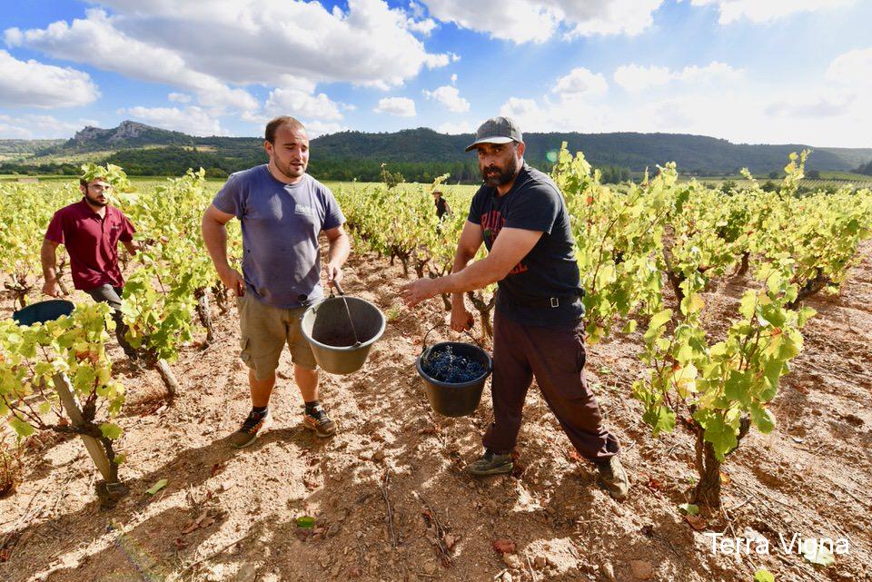 Three men holding wine baskets in a vineyard.