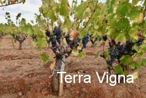 Vines with grapes on them.